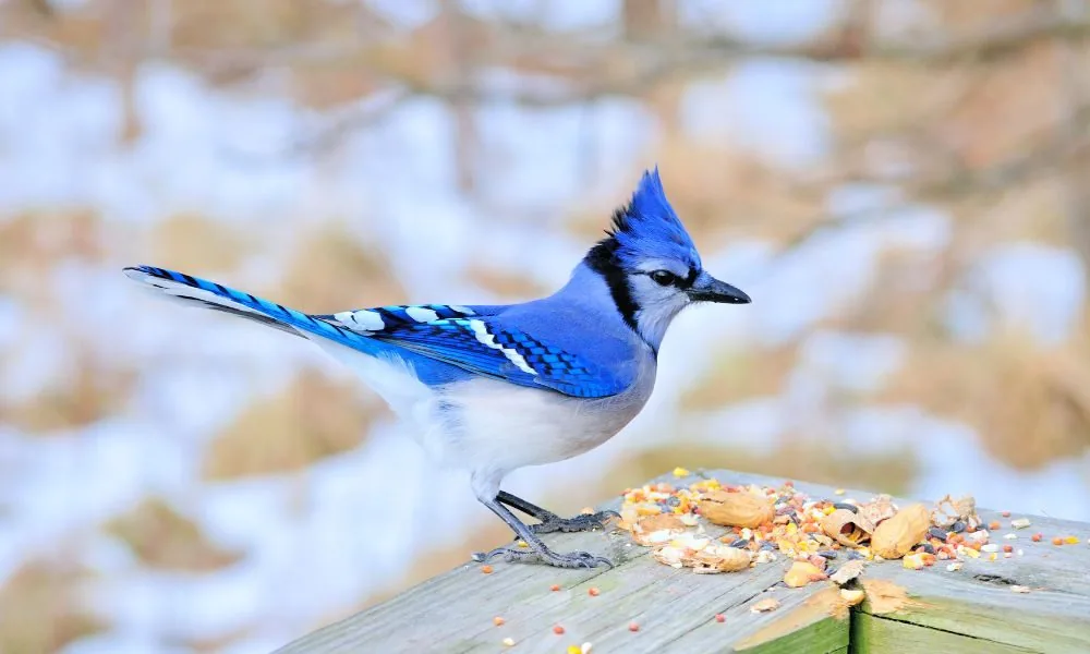 blue jay spiritual message 2