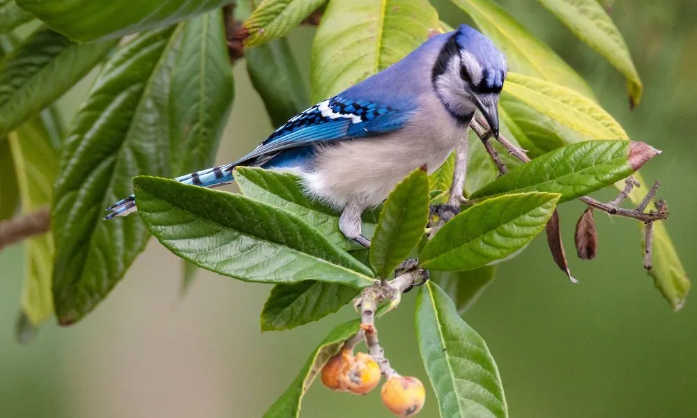 blue jay spiritual message 3