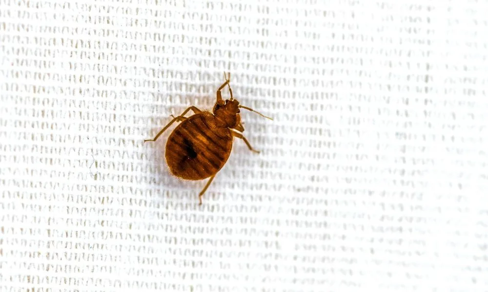 bed bugs 2