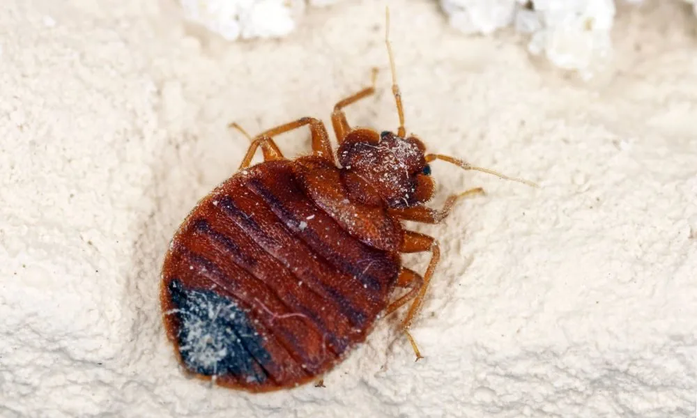 bed bugs 1