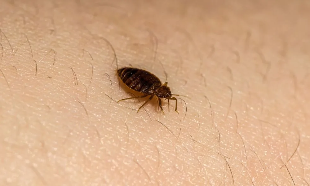 bed bugs 2