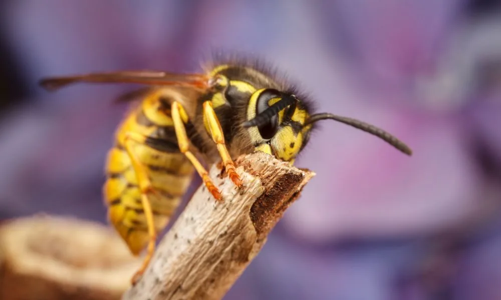 yellow jacket 2