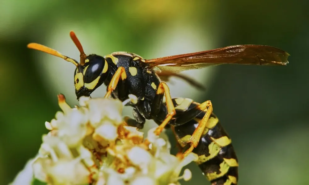 yellow jacket 1