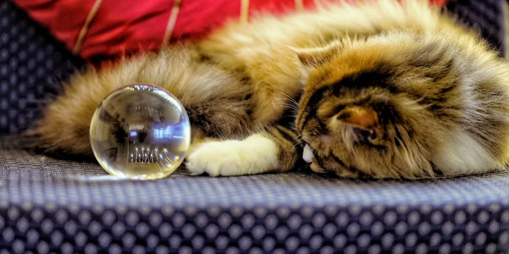 Cat Psychics