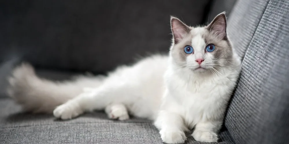 Cat Psychics