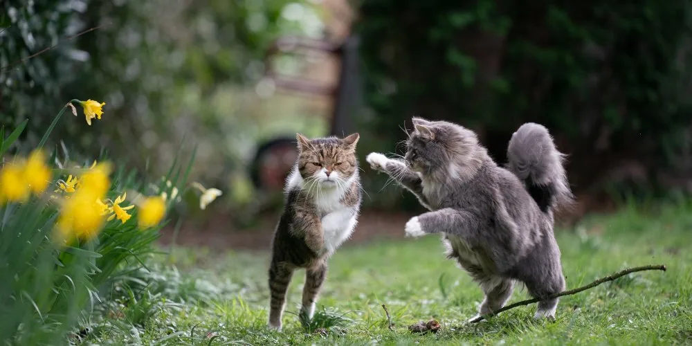 Cat Psychics