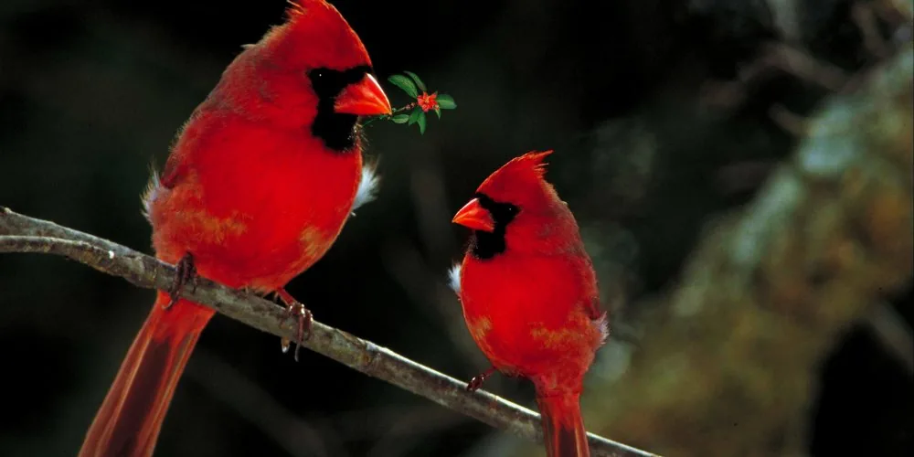 Spiritual Significance of Cardinals