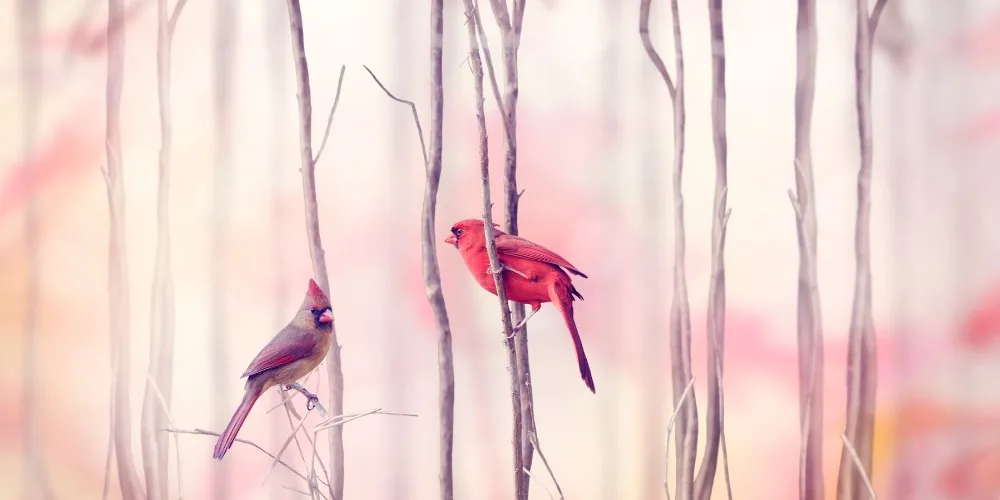 Spiritual Significance of Cardinals