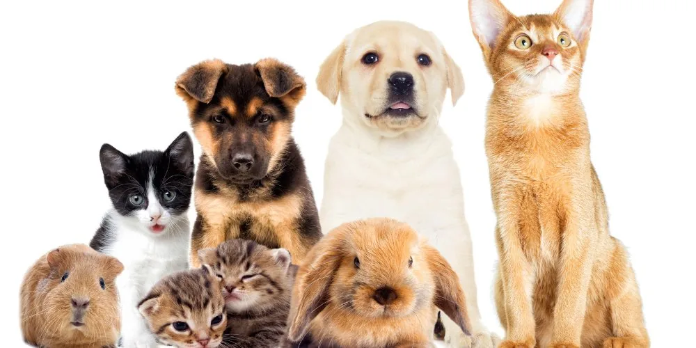 Pet Psychic for Lost Pets