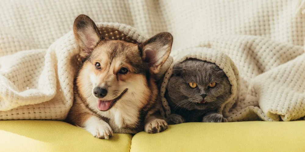 Pet Psychics for Deceased Pets