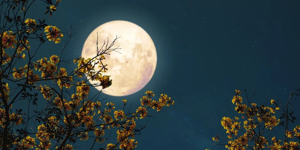 Tarot Reading for Full Moon