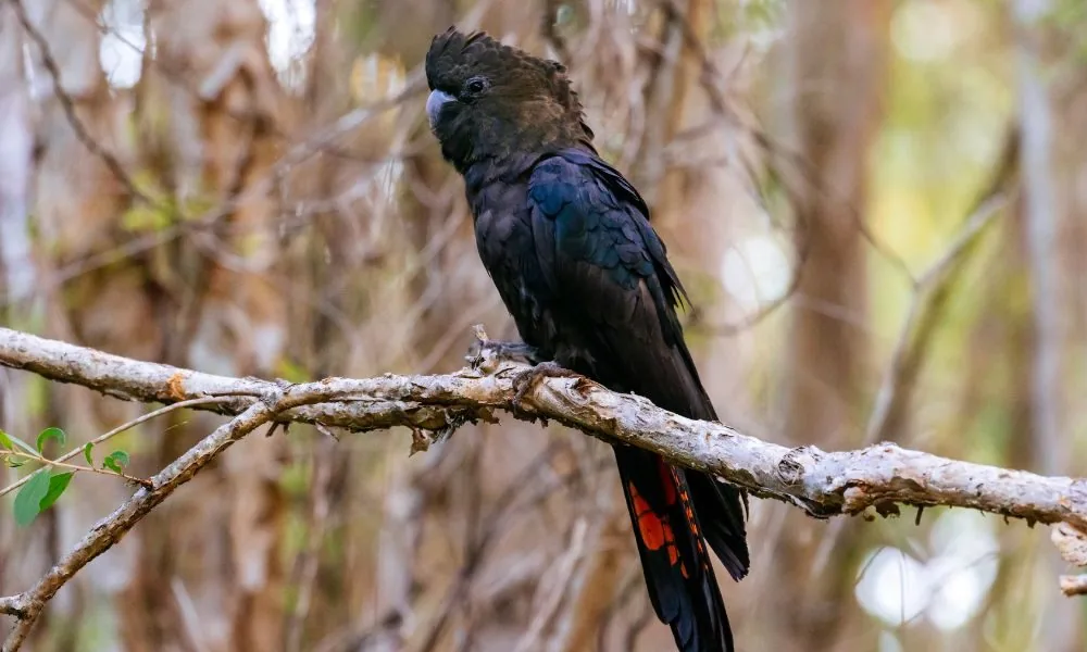 image for black bird spiritual symbolism 6