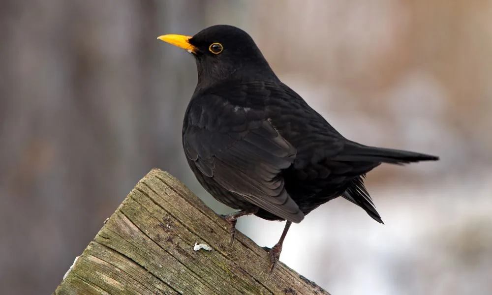 image for black bird spiritual symbolism 4