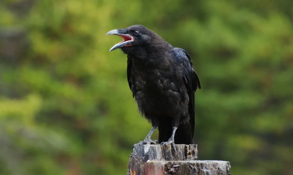 image for black bird spiritual symbolism 3