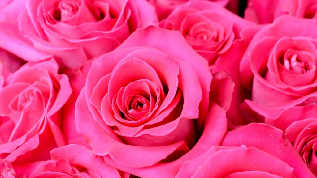 what do pink roses mean in a relationship