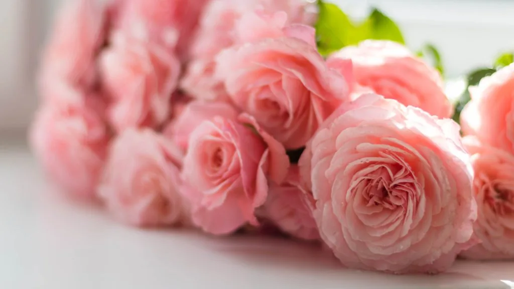 what do pink roses mean in a relationship