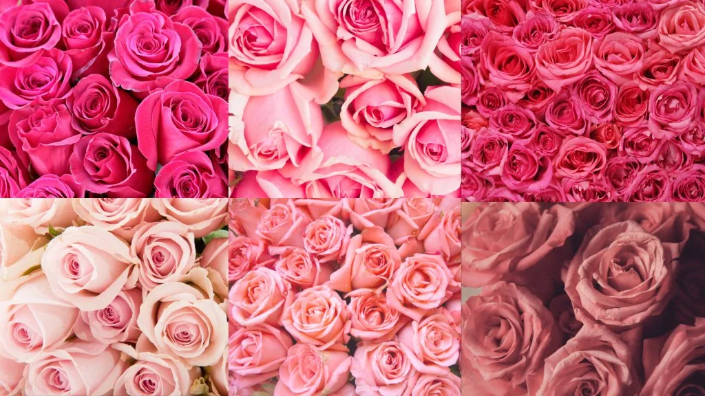 what do pink roses mean in a relationship