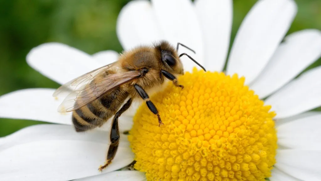 bee meaning in relationship