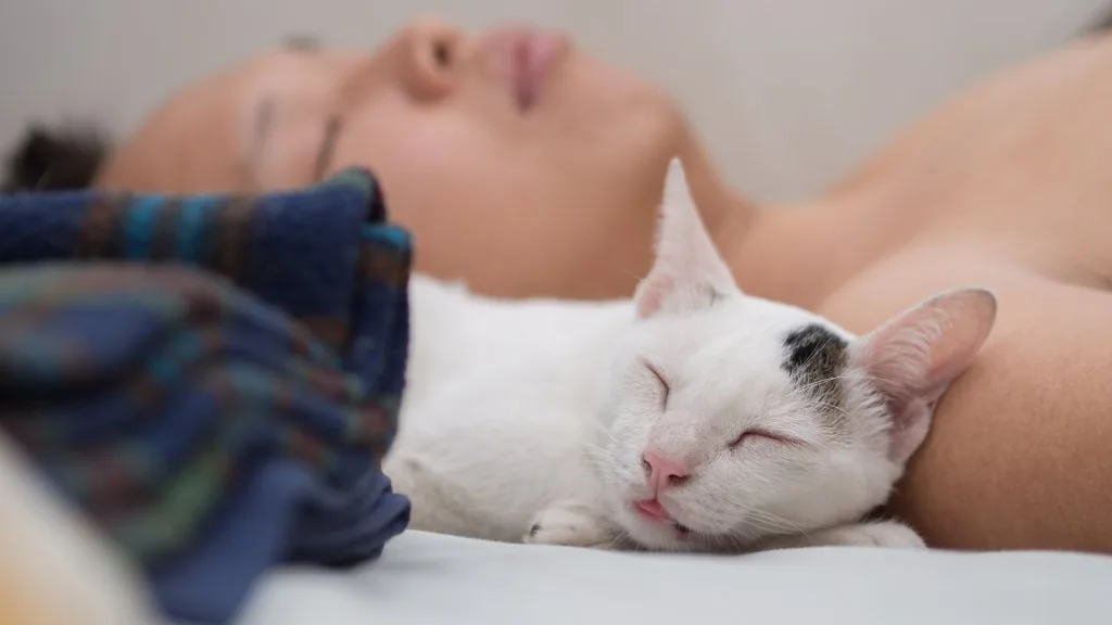 cat sleeping above my head meaning spiritual