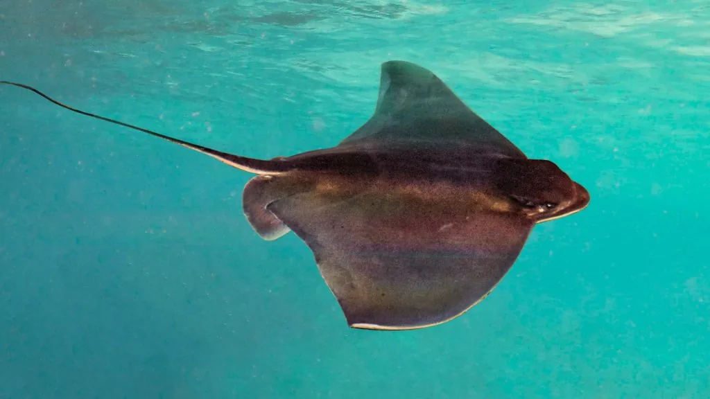 stingray spiritual meaning