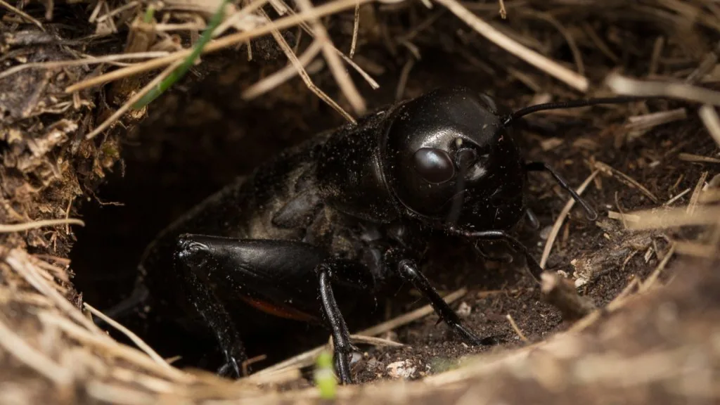 black cricket spiritual meaning