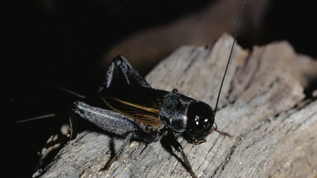 black cricket spiritual meaning