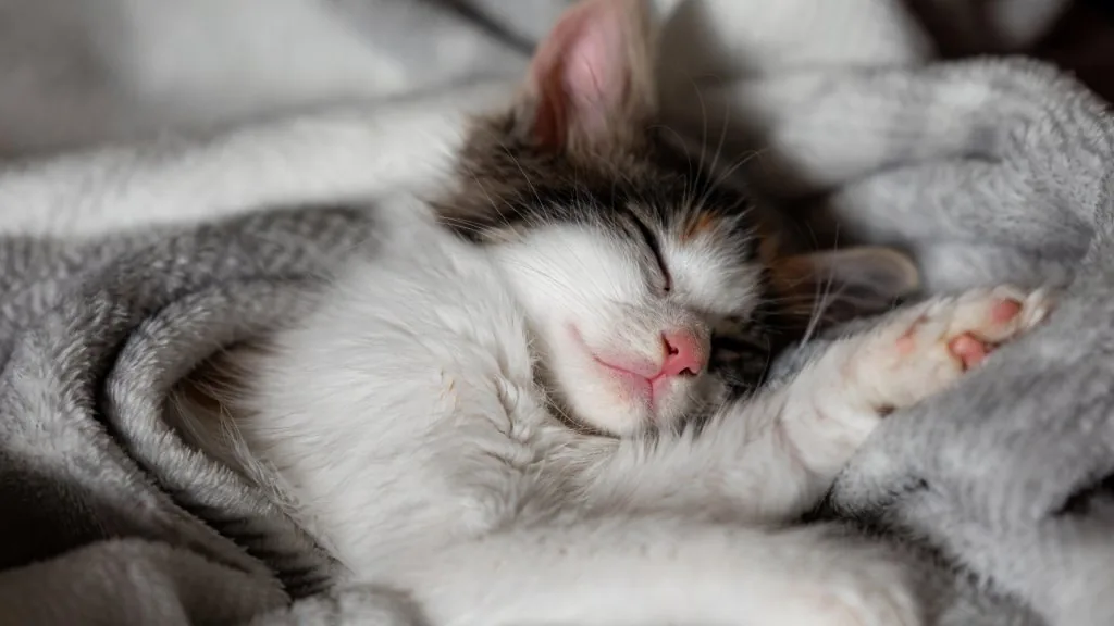 cat sleeping above my head spiritual meaning