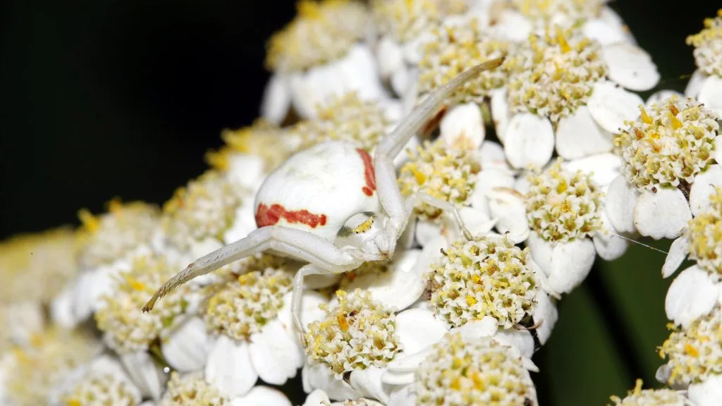 white spider spiritual meaning