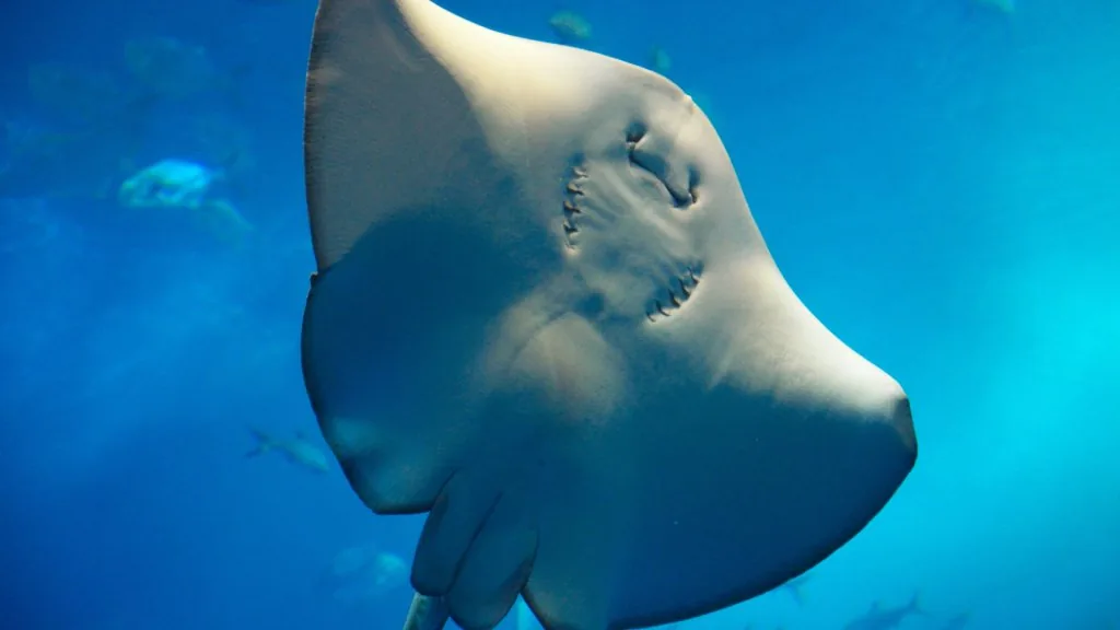 stingray spiritual meaning