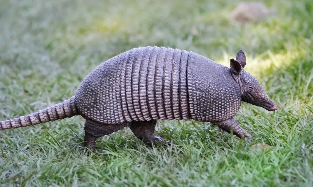 image for armadillo spiritual meaning