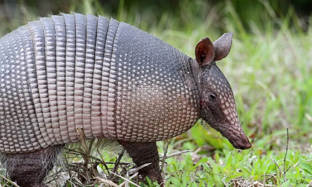 image for armadillo spiritual meaning