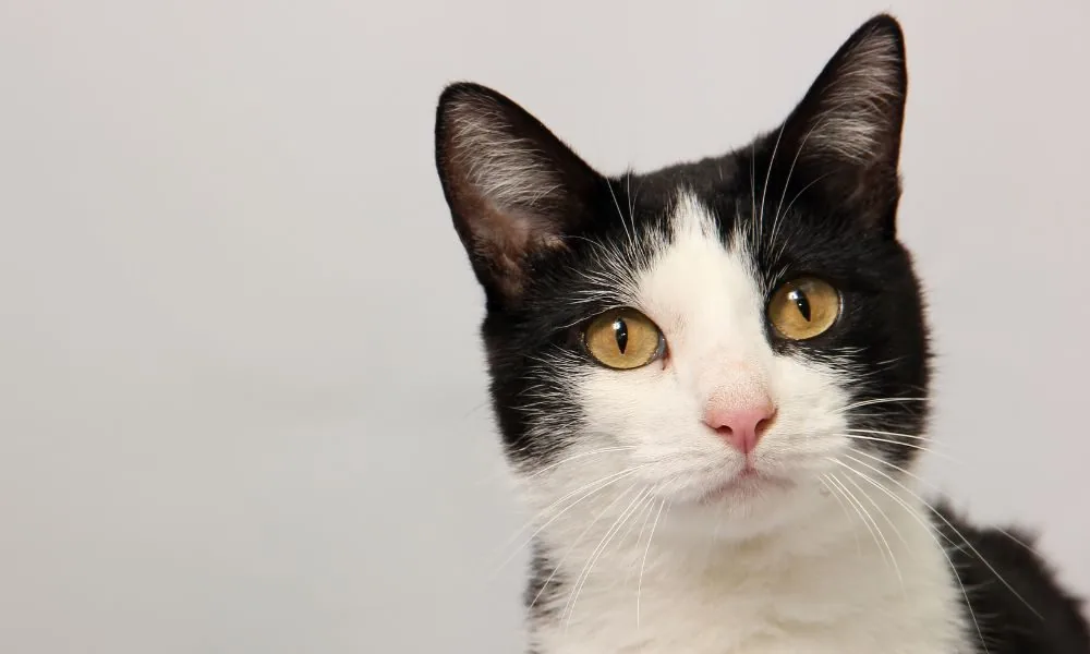 image for black and white cat spiritual meaning