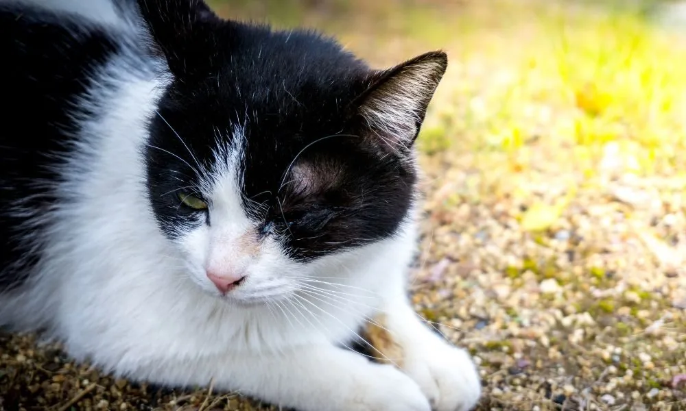 image for black and white cat spiritual meaning