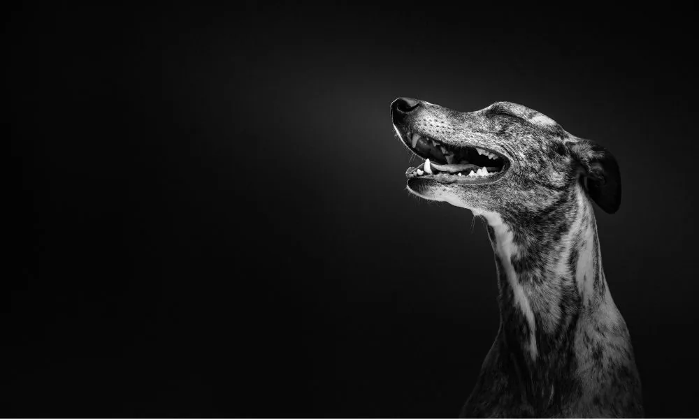 image for dogs barking at night spiritual meaning