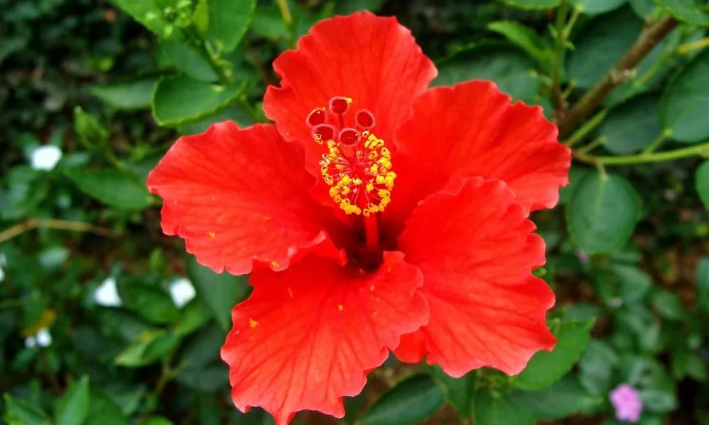 image for hibiscus spiritual meaning