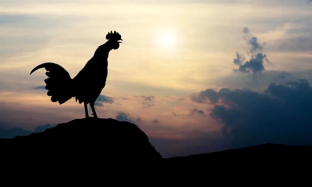 image for rooster crowing at night spiritual meaning