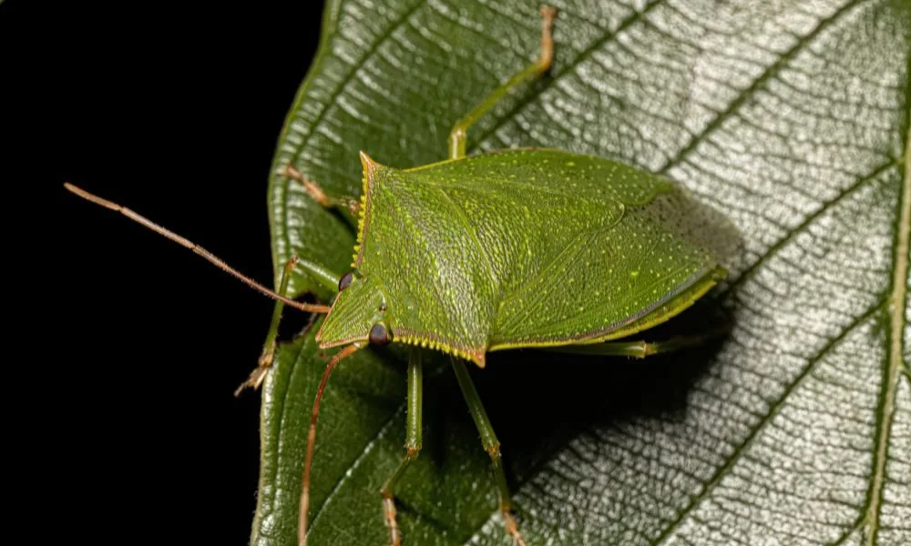 image for seeing a stink bug spiritual meaning