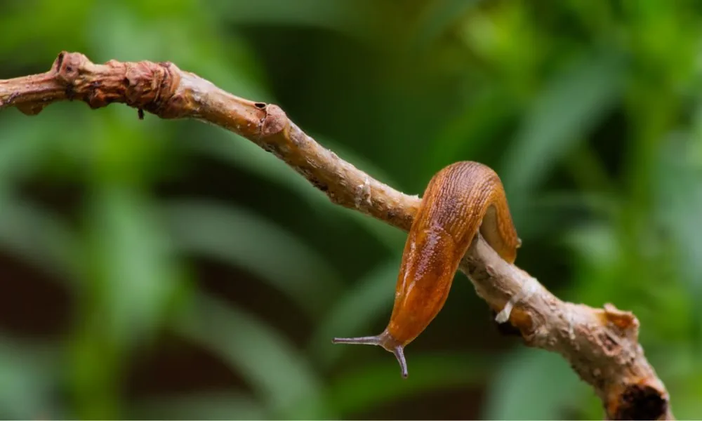 image for slug spiritual meaning 2
