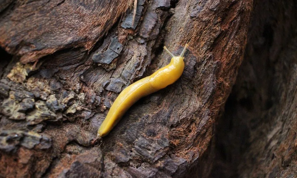 image for slug spiritual meaning 3