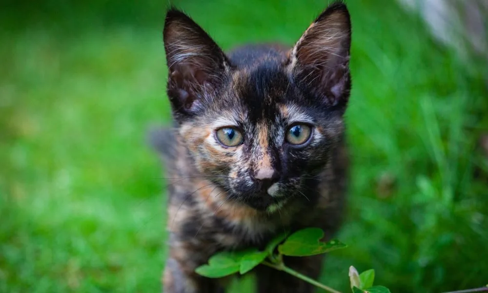 image for tortoiseshell cat spiritual meaning