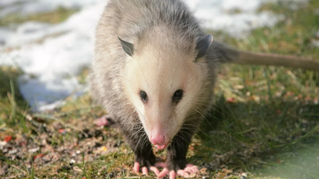 spiritual meaning of possum crossing your path