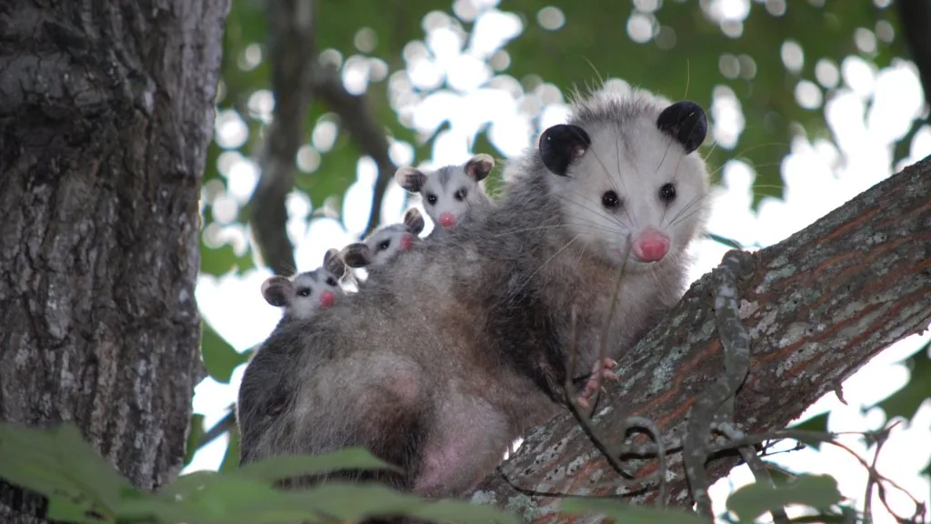 spiritual meaning of possum crossing your path