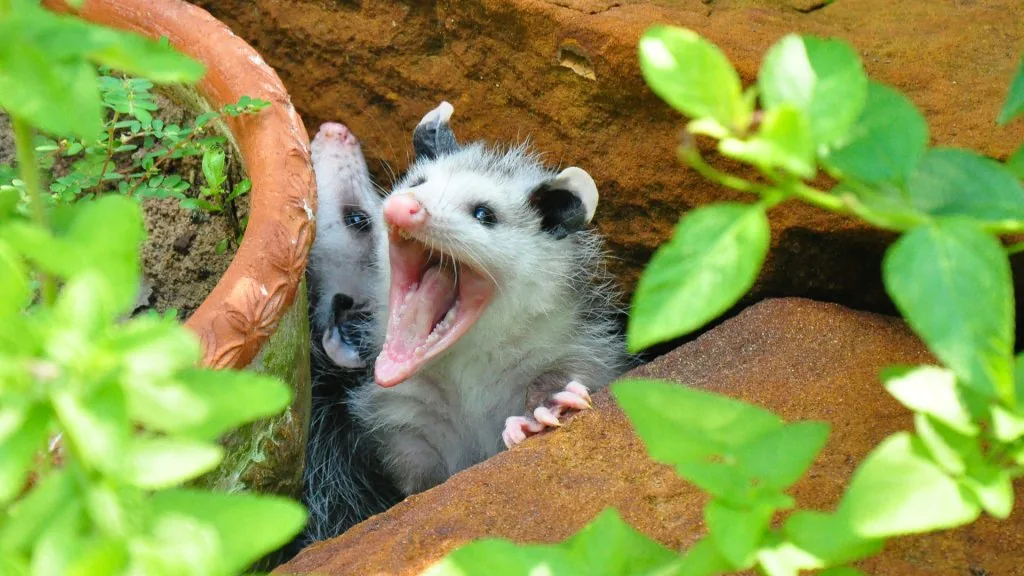 spiritual meaning of possum crossing your path