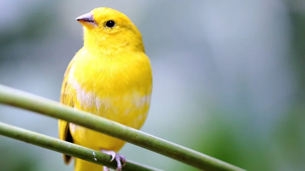 yellow bird spiritual meaning